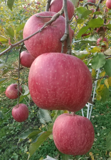 鈴木秀峰園のりんご