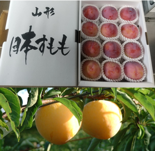 鈴木秀峰園のすもも